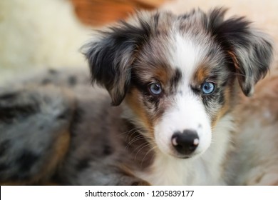 mini shepherd dog