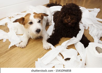 Dog Mischief. Jack Russell  And Puppy Poodle With Guilty Or Surprised Expression After Play To Bite  And Unrolling  Toilet Paper. Disobey And Alone Home Concept.