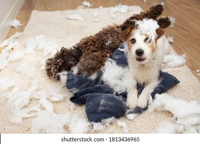 Dog Mischief. Two Dogs With Guilty Expression After Destroy A Pillow. Separation Anxiety And Obedience Training Concept.