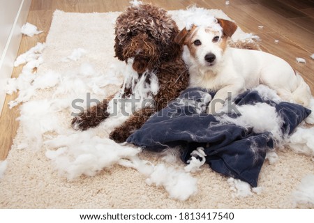 Dog mischief. Two dogs with innocent expression after destroy a pillow. separation anxiety and obedience training concept.