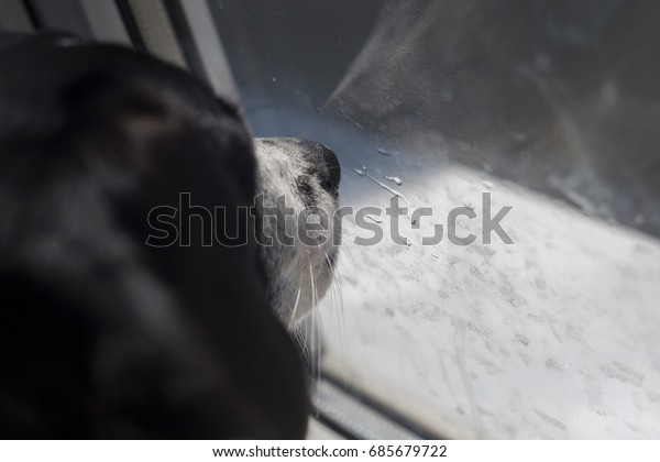 The dog miss and\
look through the wet window