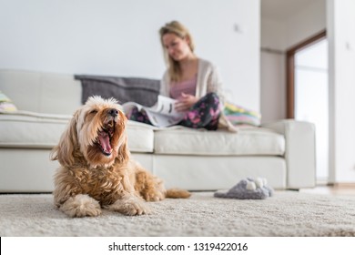 Dog In A Modern , Bright Living Room On Carpet, A Ted Bored While His Owner Is Busy Working From Home