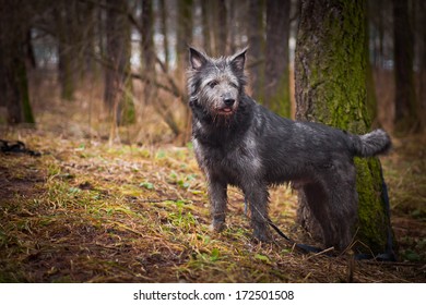 Front Rare Nebelung Cat Green Eyes Stock Photo Edit Now 477755665