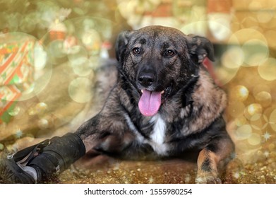 Dog Mongrel With A Prosthesis On The Paw, Disabled Person, Dog In The Shelter, Happy Dog