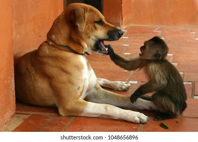 Monkey Aur Dog Online - Www.Illva.Com 1692612736