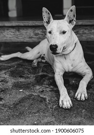 A Dog Monochromatic Portrait With A Serious Starring On Something