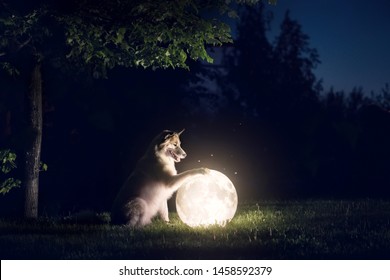 Dog and moon. Night landscape
