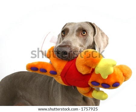 dog with moppet 1