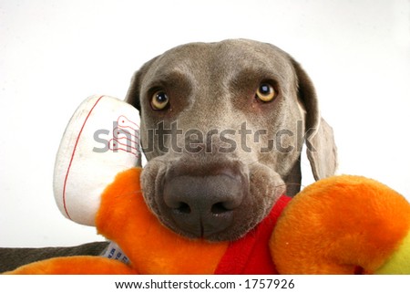 dog with moppet 2