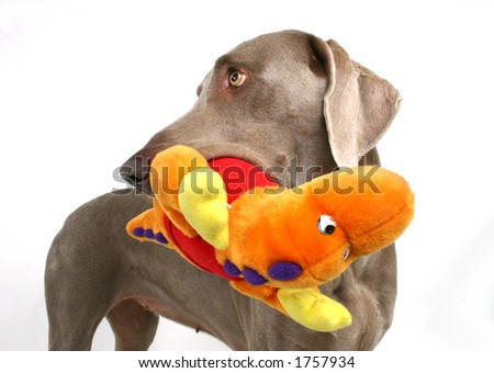 dog with moppet 3