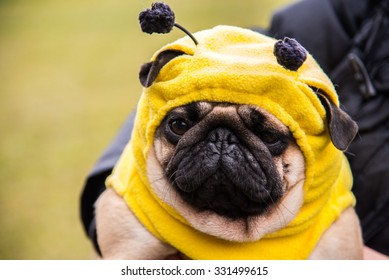 Dog Mops. Costume Bee