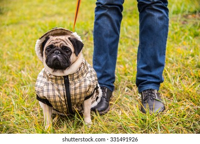 Dog Mops. Dog Walking In Bad Weather. Warm Clothes For Dogs