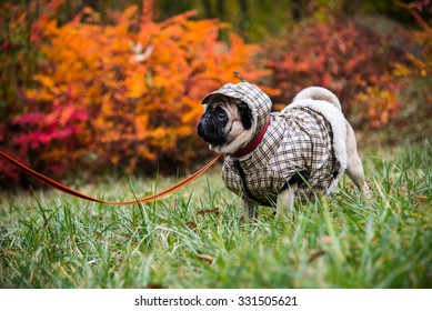 Dog Mops. Dog Walking In Bad Weather. Warm Clothes For Dogs