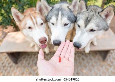 Dog motivational training. Trainer gives the husky dog a reward