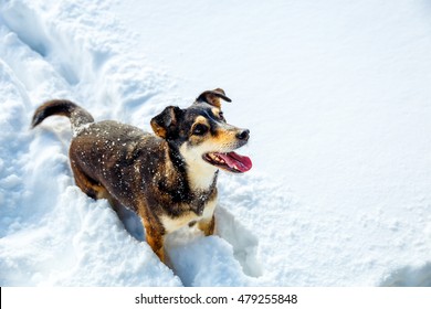 Dog in mountain winter landscape. Profile portrait - Shutterstock ID 479255848