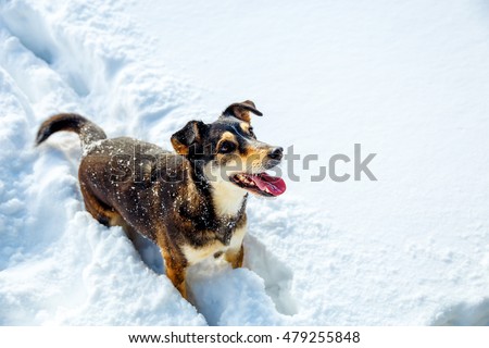 Dog in mountain winter landscape. Profile portrait