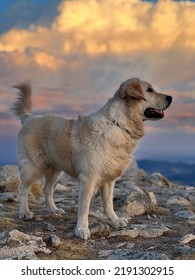 Dog In The Mountains With His Her Moving By The Wind