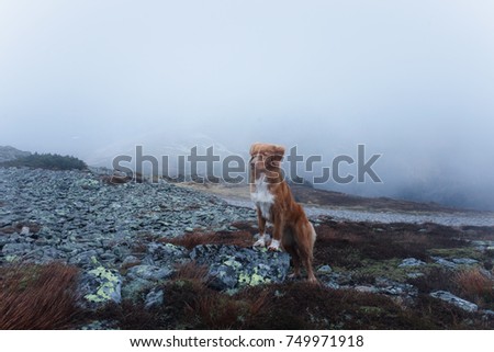 Similar – Foto Bild Unterwegs im Hochgebirge