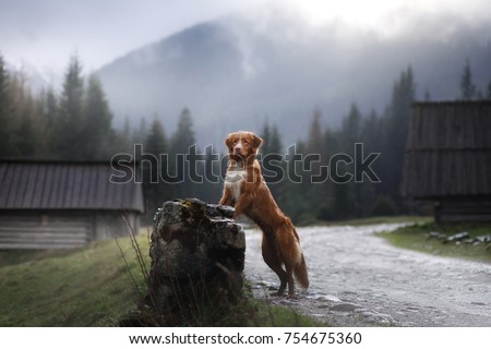 Foto Bild Unterwegs im Hochgebirge