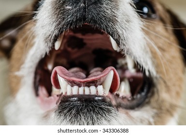 Dog mouth with excellent white teeth