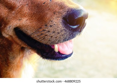 dog mouth open closeup