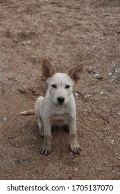 A Dog With Muddy Paws