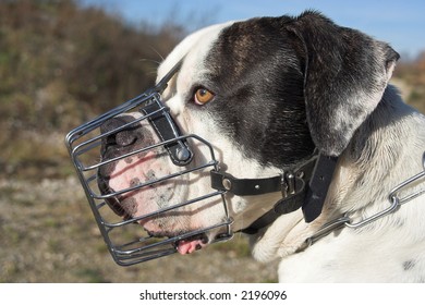 angry dog muzzle