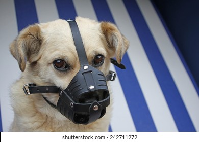 Dog With Muzzle