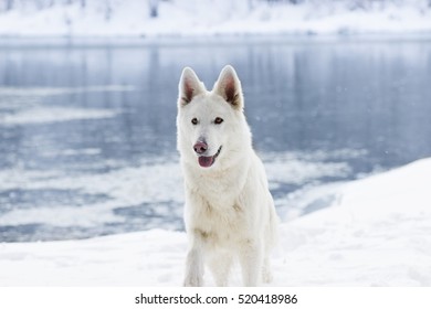 white snow dog breeds
