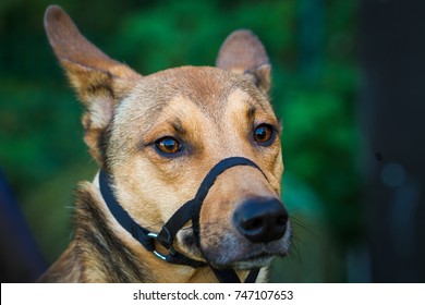 Dog With Muzzle