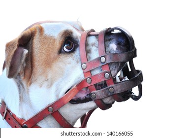 angry dog muzzle