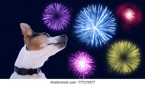 Dog Muzzle Jack Russell Terrier Against The Sky With Colored Fireworks. Safety Of Pets During Fireworks Concept In Christmas And New Year