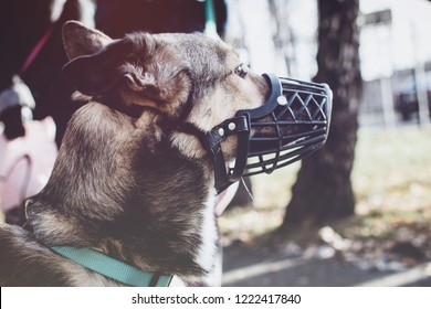 angry dog muzzle