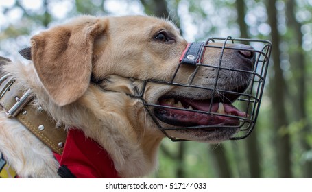Dog with Muzzle portrait - Shutterstock ID 517144033