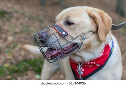 Dog with Muzzle portrait - Shutterstock ID 517144036