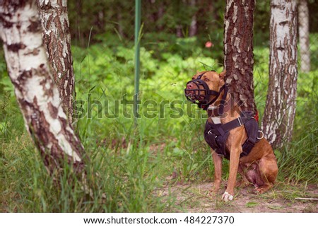 Similar – Foto Bild blonder Labrador mit Frau auf einer Lichtung