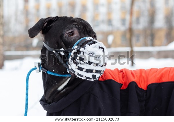 Dog in a muzzle in winter.\
Portrait of an American Pit Bull Terrier with snow on its\
muzzle