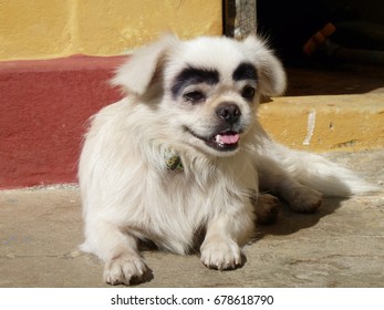 Dog Of Myanmar With Bushy Eyebrows