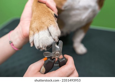 Dog nail clipping. Groomer woman trimming english bulldog's claws - Powered by Shutterstock