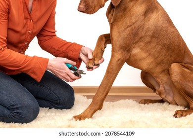 Dog Nail Clipping. Woman Using Nail Clippers To Shorten Dogs Nails. Pet Owner Cutting Nails On Vizsla Dog.