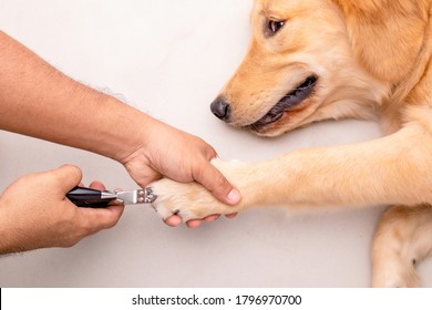 Dog Nail Cutting. Man Using Nail Clipper For Animal To Cutting Dog Nail. Top View