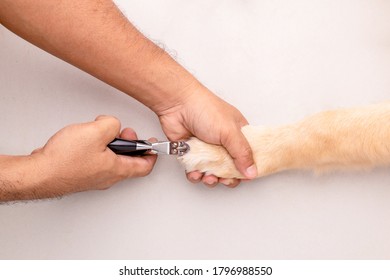 Dog Nail Cutting. Man Using Nail Clipper For Animal To Cutting Dog Nail. Top View