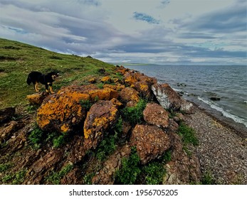 Dog And Natural Rocks  At A Lake Mongolia Travels