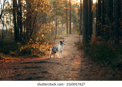 Dog In Nature. Autumn Mood. Border Collie In Leaf Fall In The Forest