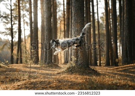 dog in nature. Autumn mood. Border collie jumping on a tree. Pet in leaf fall in the forest