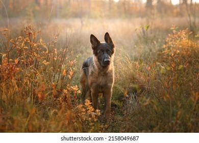 Dog In Nature. Autumn Mood. German Shepherd In Leaf Fall In The Forest