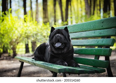 Dog In Nature. Black Chow Chow