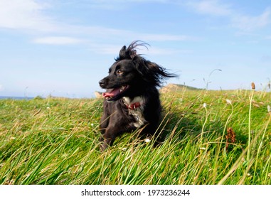 
Dog In Nature With An Open Mouth. Dog On Grass. Resting Dog. Black And White Dog. Ears Wind. Daylight And Blue Sky