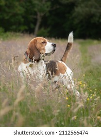 Dog In Nature. Purebred Beagle Looking Handsome. Regal Dog In Nature. Beautiful Beagle.