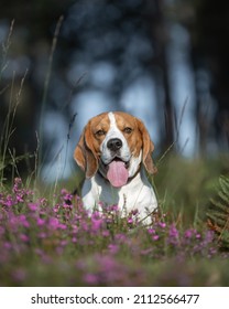 Dog In Nature. Purebred Beagle Looking Handsome. Regal Dog In Nature. Beautiful Beagle.